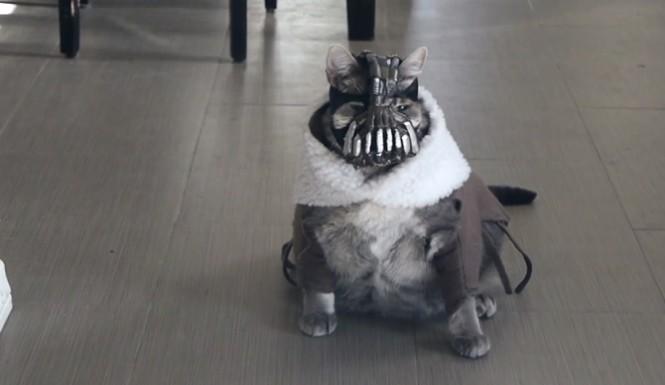 Bane wiecznie żywy… jako kot w filmiku BaneCat