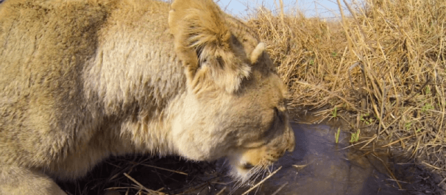 Polowanie na antylopę oczami lwa dzięki kamerze GoPro
