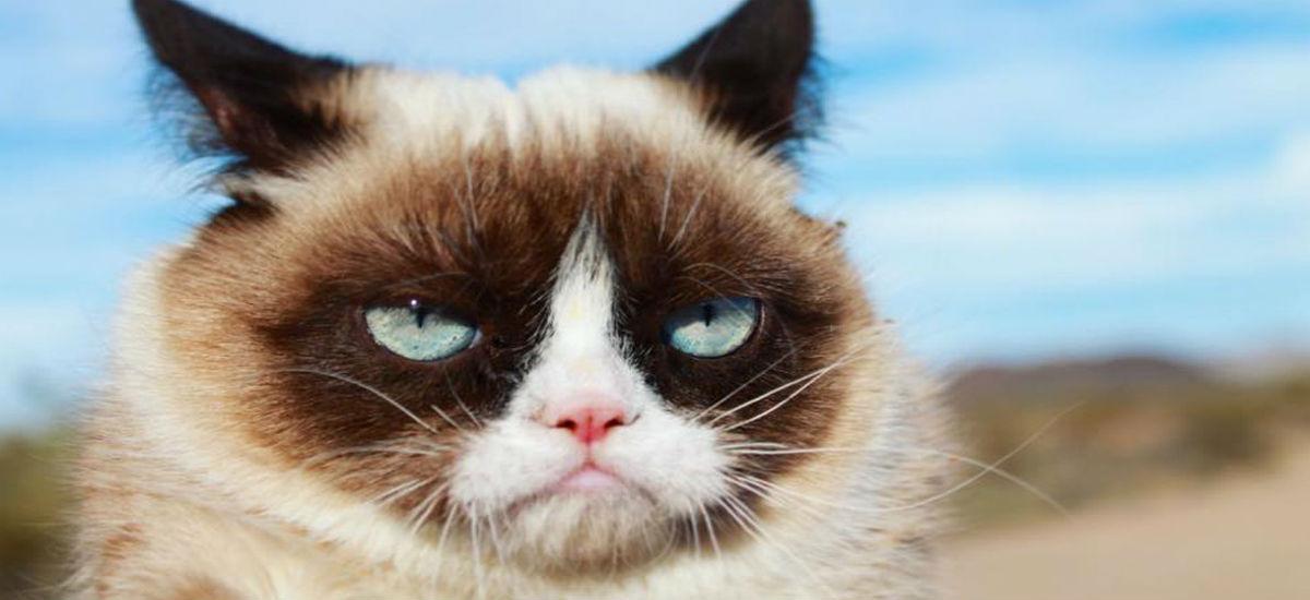 grumpy cat internet algorytmy