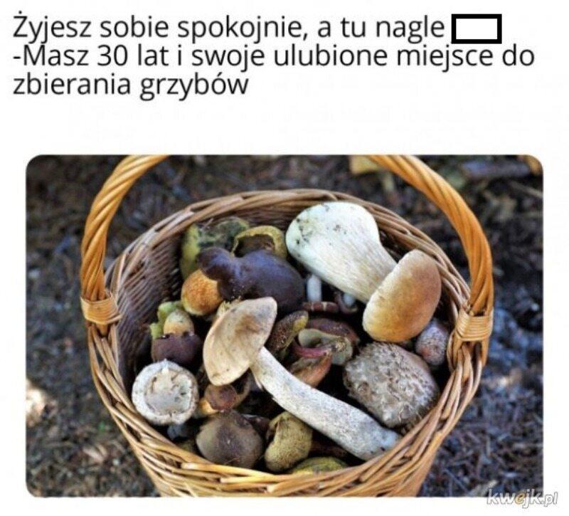 grzyby jadalne 2022 grzybobranie polska historia grzybiarz class="wp-image-2039500" 